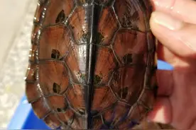 金钱龟之石金钱图片