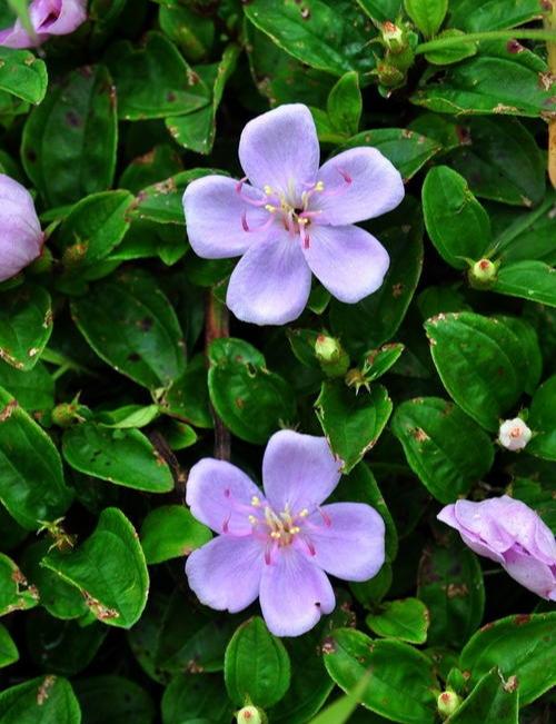 南方农村常见的地菍有什么利用价值