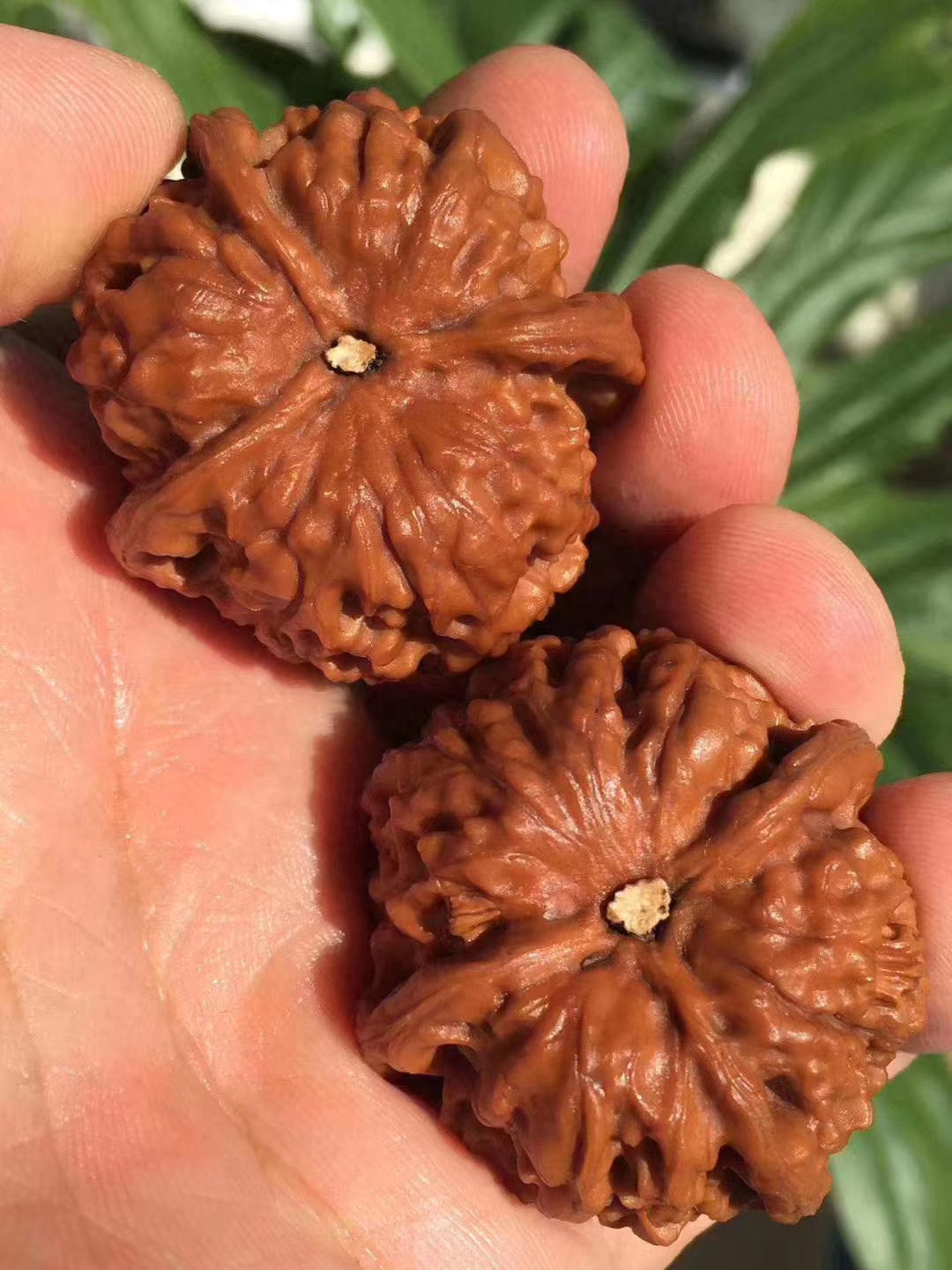 文玩核桃什么品种最好