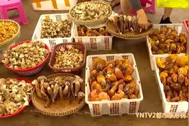 全国首个“拍照识菌”应用软件上线运行！野生菌尝鲜正当时图片