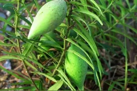 荒地一“野草”，果子两头尖中间圆，人称“羊角瓜”，可药可食图片