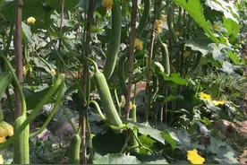 丝瓜新品种！熟性早，膨瓜快！适合抢早上市！卖价高！农户快试种图片