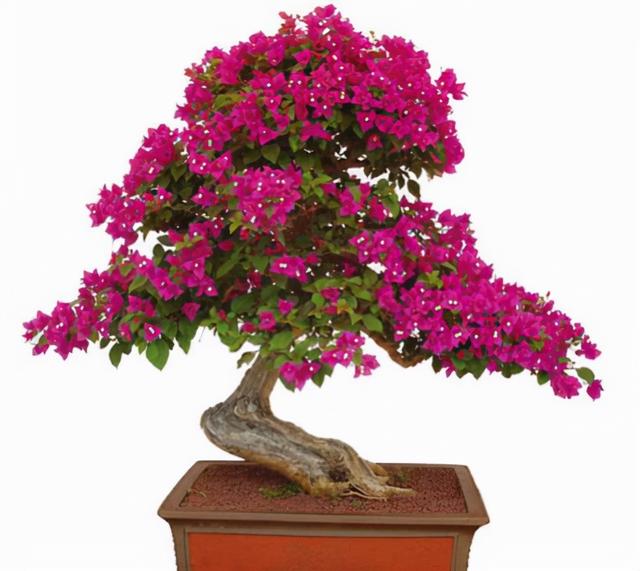 绿植花卉室外盆景图片