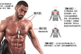 掌握胸部肌肉的结构与特点，从基础入手，不去健身房也能练出胸肌图片
