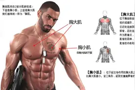 掌握胸部肌肉的结构与特点，从基础入手，不去健身房也能练出胸肌图片
