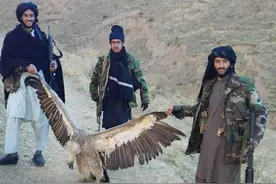 塔利班捕杀珍稀野生动物，或重演巴米扬大佛被毁的悲剧图片