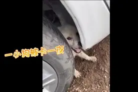 小奶狗被卡车轮胎，“蓝朋友”机智施救图片