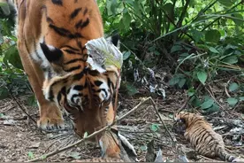 当年去非洲野化的华南虎，如今怎样了？深圳诱捕野猪供华南虎训练图片