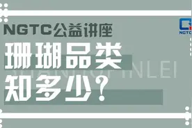 NGTC公益讲座|珊瑚品类知多少？图片