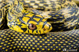 菜花蛇：有毒还是无毒，傻傻分不清楚？原来是好几种蛇“重名”了图片