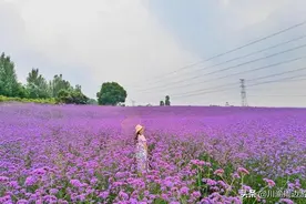 四川3个无边花海，适合周末1日游，错过就只有等明年了图片
