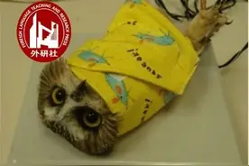 动物称体重也太可爱了吧！“称体重”用英语怎么说？图片