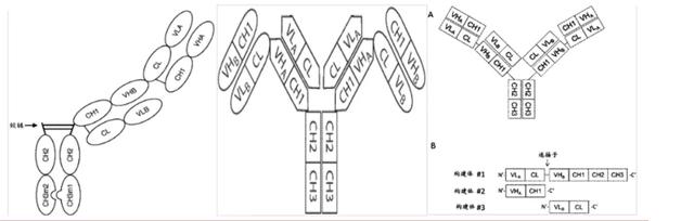 代表性双抗平台盘点