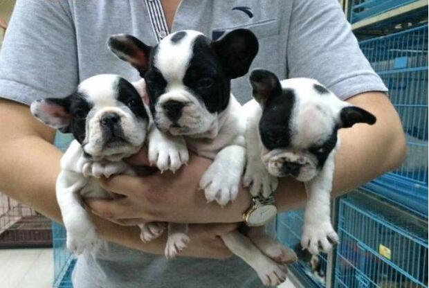 法斗价格多少钱一只 2026年法斗一般价格