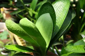 君子兰10月要“巧养”，新叶厚又亮，早早抽花箭图片