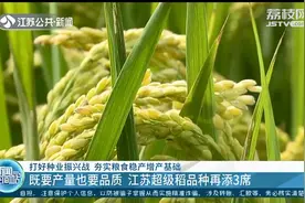 既要产量也要品质 江苏超级稻品种再添3席图片