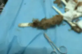 泰迪掉了一只脚！余生残疾，谁的责任？图片