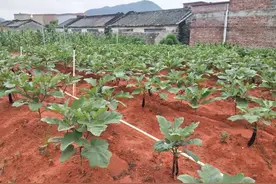 已验收8000余亩！云浮拆旧复垦工作有序推进图片