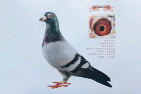 幼鸽赛的诀窍和注意事项图片