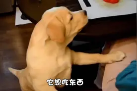 新狗到家，主人放任它不立规矩？那你只会爱它3个月图片