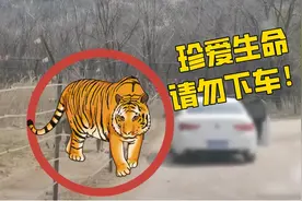 女子在动物园猛兽区下车 网友：老虎可不是吃素的图片