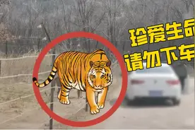 女子在动物园猛兽区下车 网友：老虎可不是吃素的图片