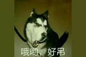 最热表情包｜憨狗表情包配笑话！我怎么觉得一张很像你女朋友啊图片