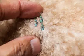 冬天不驱虫，小心春天跳蚤大爆发图片