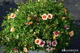 奇葩还是优雅？这些月季花型到底有多妙？戳图片