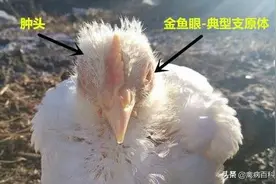 夏季鸡肿头肿脸，甩头，瞎眼，原因都在这里图片
