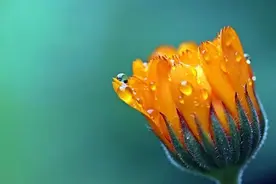 吴昕又哭，张含韵又要凉？没能乘风破浪的人生也没那么可怕图片