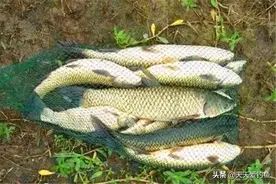 秋季草鱼的特别钓法，鱼越是好钓的季节，“非主流”钓法就越多图片