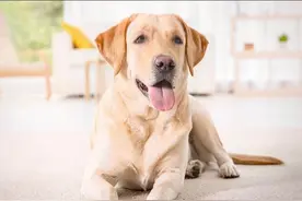 25个训狗口令和手势图片