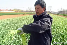 当代农民“拔苗助长”，蒜苔还未成熟就收获，搞种植也需新花样图片