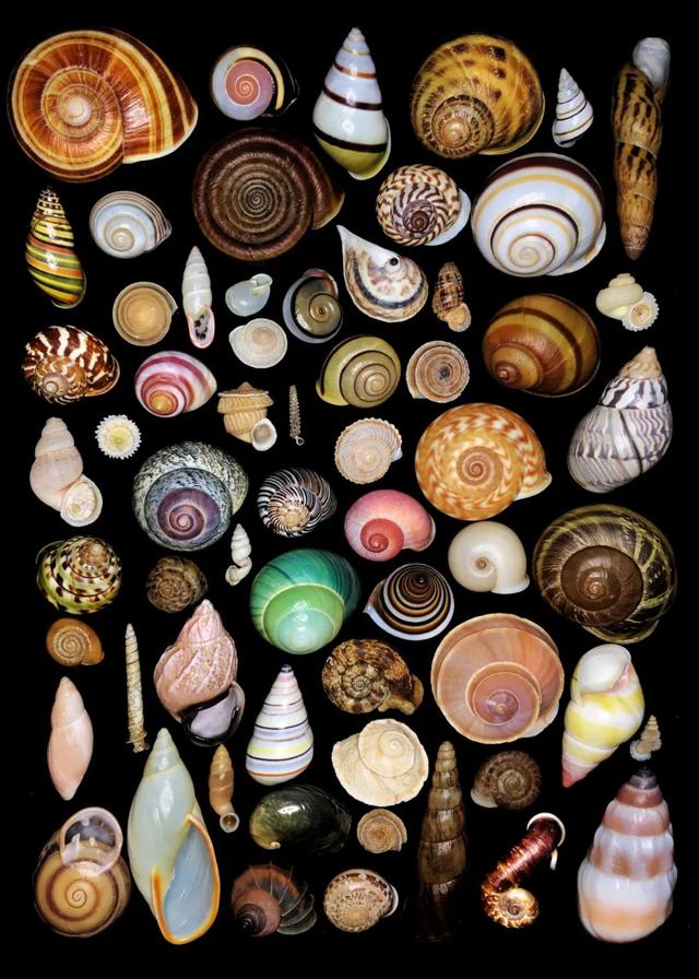 贝壳像什么-生活常识-江湖救急网