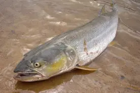 被称为水中老虎，我国原生猛鱼，水中有它存在不会有其它鱼残存图片