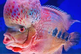 罗汉鱼怎么养？分成3个阶段去养，不仅仅是好看，还好玩图片