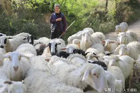 山西69岁大妈，一个人在山里和60只羊为伴，赚大钱过上好生活图片