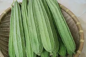 有棱丝瓜果然好吃啊图片