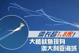 体长超1.8米！大鳍鱿鱼现身澳大利亚海域图片