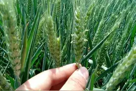 俗语“四月十八，大落大荒，小落小荒，不落不荒”，啥意思？图片