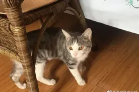 猫咪患上怪病就快不行了，网友心疼每天大鱼大肉伺候图片