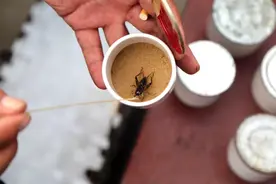 一只蛐蛐卖11万，蛐蛐大赛奖金100万！这些年，竟错过亿万家产图片