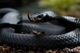 蛇类当中的颜值担当，身着高贵霸气的黑色鳞甲，身居十大毒蛇之一图片