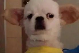 表情包：在看什么呢，一脸懵逼图片