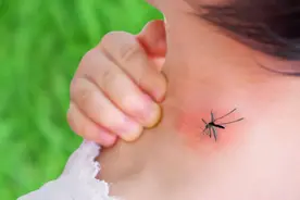 为子吸血，蚊子吸血竟是因为母爱？蚊子在地球上有存在的意义吗？图片