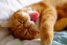 猫咪有泪痕怎么办？铲屎官请找对了原因再去处理图片