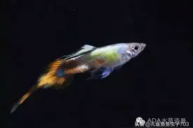 春暖花开了，为啥我的小鱼总针尾呢？图片