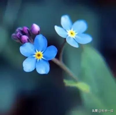 顾城最经典的8首短诗，你都读过几首？值得慢慢品读