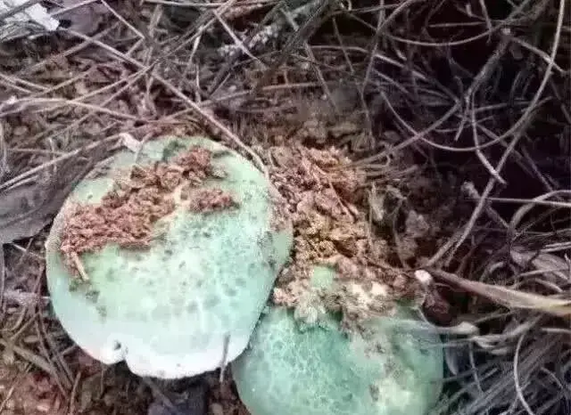 云南10种野生菌，你最喜欢吃哪几个？